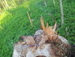 Glimmender Baumstumpf, 13.05.2012
