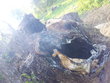 Glimmender Baumstumpf, 13.05.2012