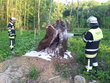 Glimmender Baumstumpf, 13.05.2012