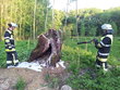 Glimmender Baumstumpf, 13.05.2012