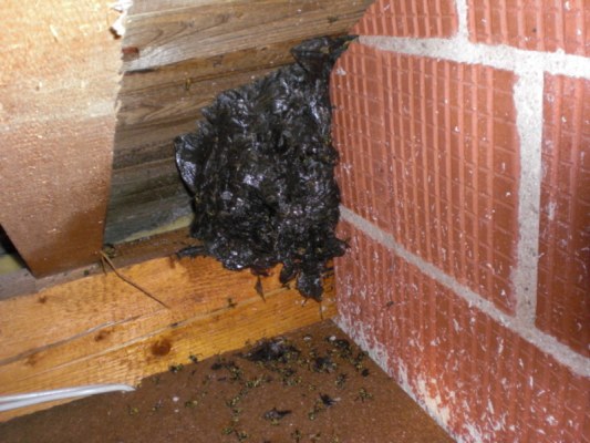Foto zum Einsatz Wespen über Kinderzimmer entfernt