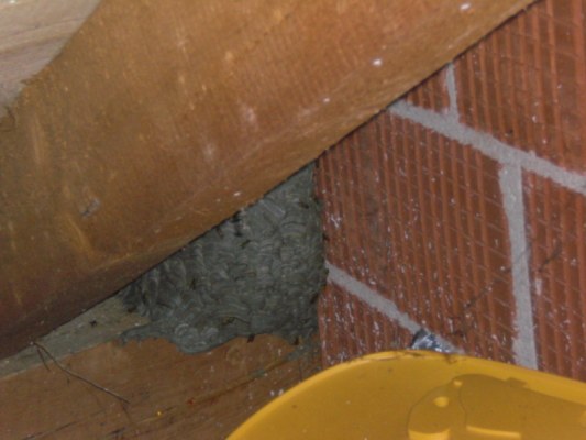 Foto zum Einsatz Wespen über Kinderzimmer entfernt