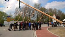 Maibaum aufstellen