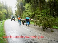 Maibaum holen