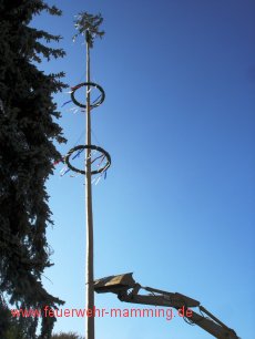 Maibaum-Aufstellen
