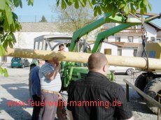 Maibaum-Aufstellen